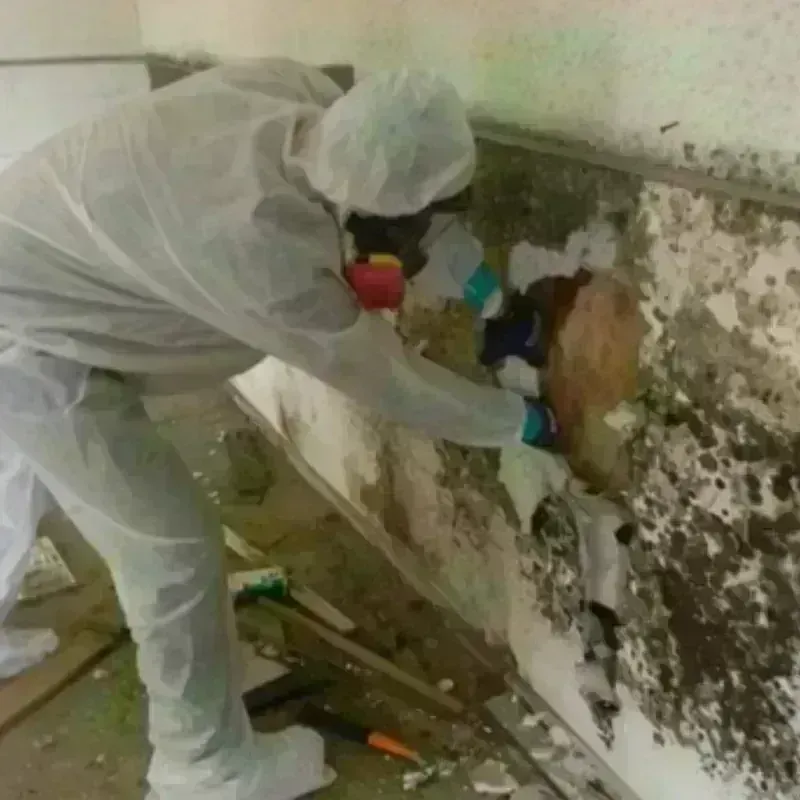 Mold Remediation and Removal in South Greensburg, PA